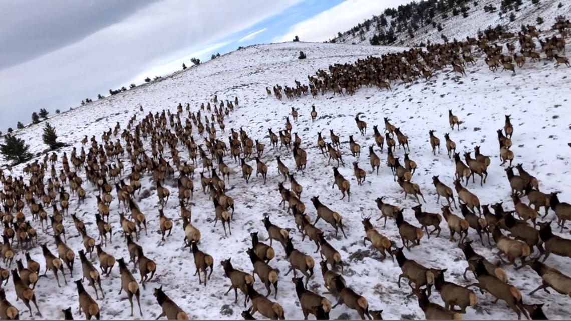 Cpw Begins Tracking Elk Mule Deer With Gps Satellite Collars News