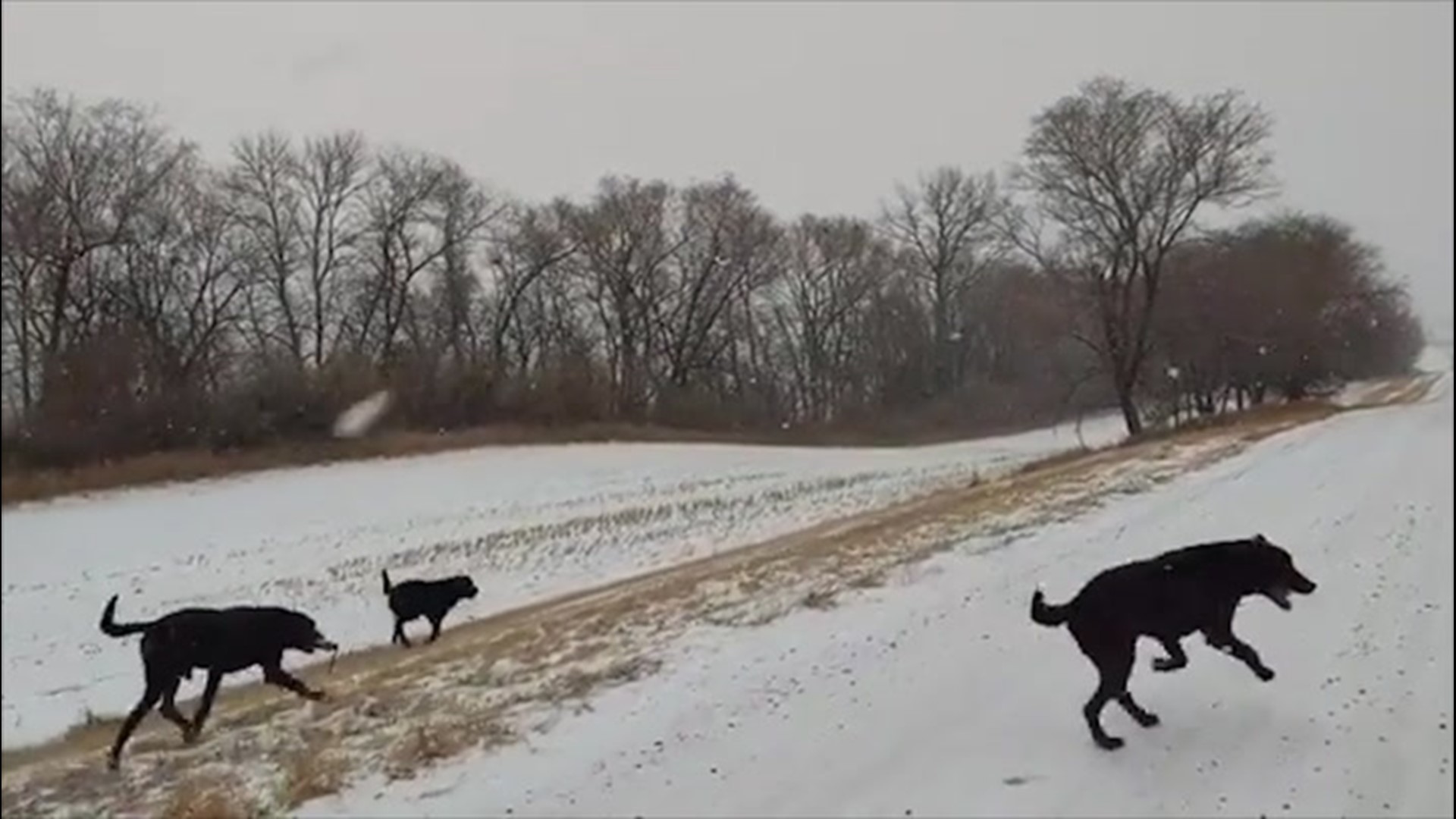 A whole group of dogs could be seen on Jan. 18 dashing along a snow-covered road in southeastern North Dakota.