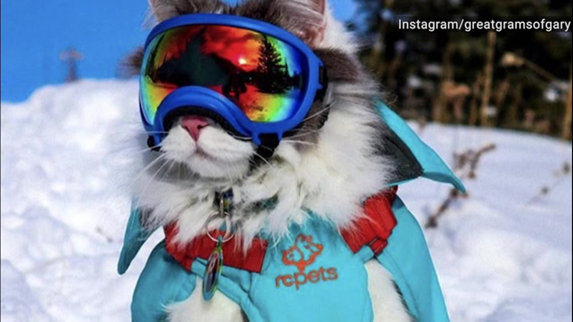 Fashion forward feline is breaking the Internet with snowy adventure ...