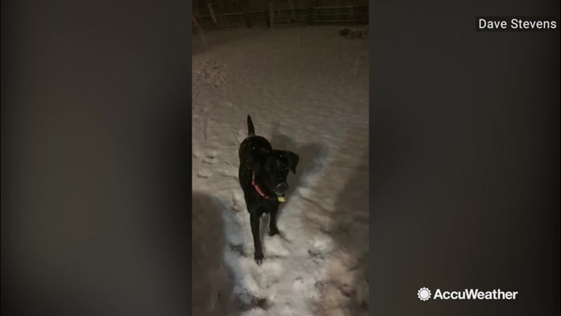 Dave Stevens and his dog Minnie had some fun with snowball fetch in the fresh snow on Dec. 15 in Indianapolis, Indiana.