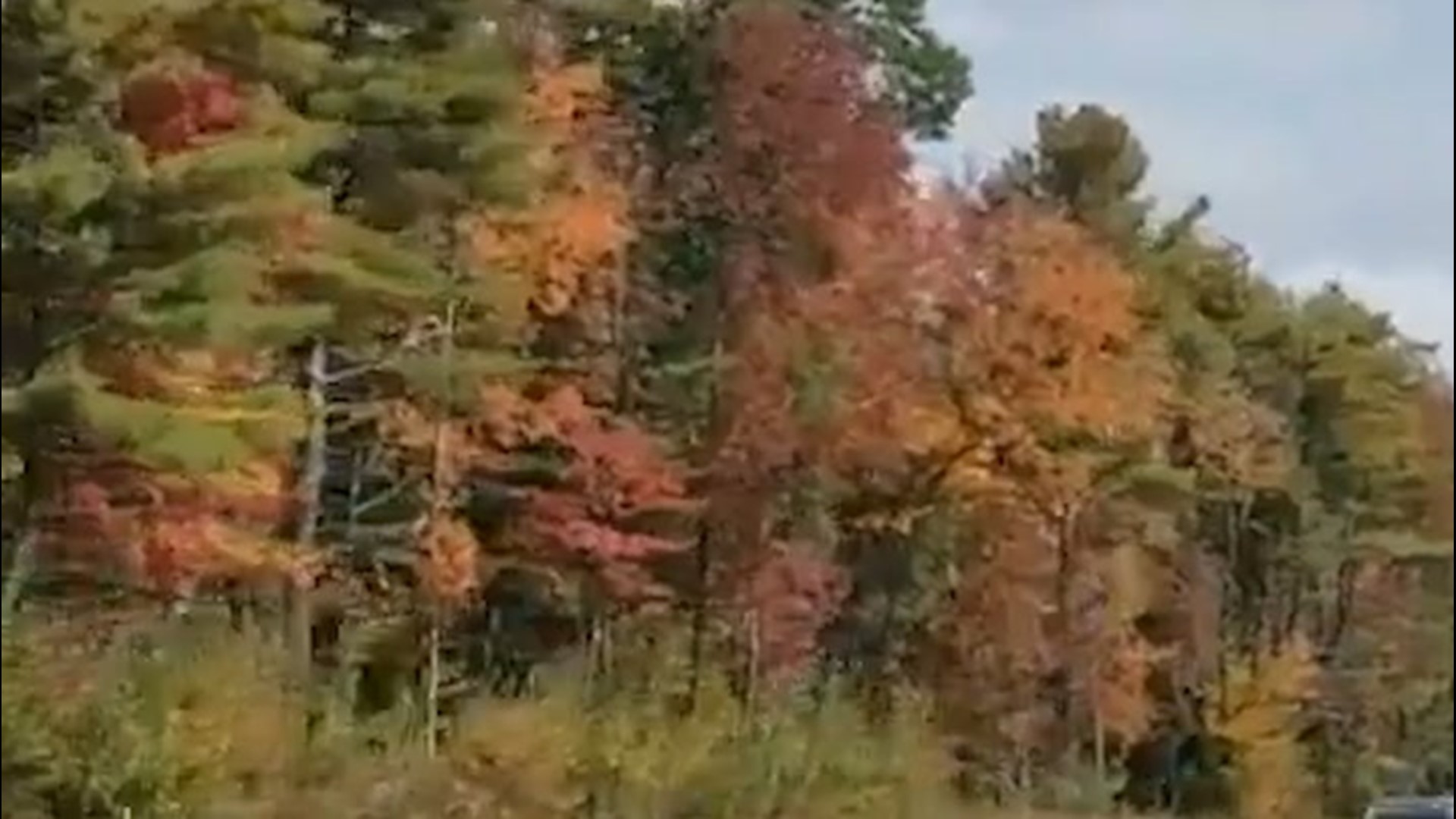 A motorist driving northbound on Interstate 95 in Sabattus, Maine, captured fall foliage lining up alongside the highway on Sept. 29.
