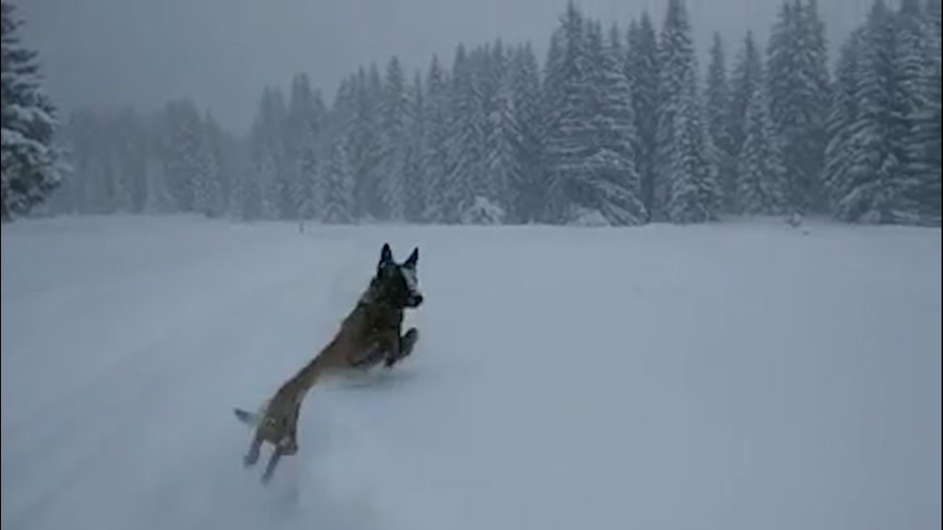 A police department in the Austrian Alps shared this video of one of their K9s diving into the snow, saying, 'Those who work hard deserve to have fun in the snow!'