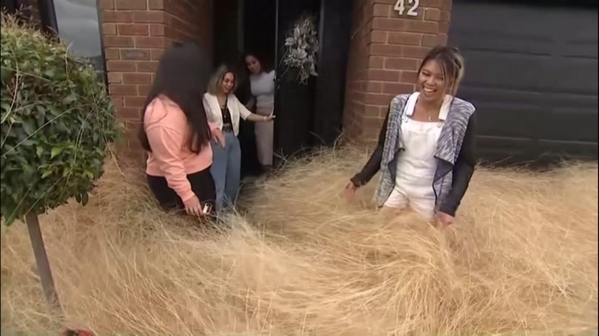 Large Country Tumbleweed (Tumble weed)