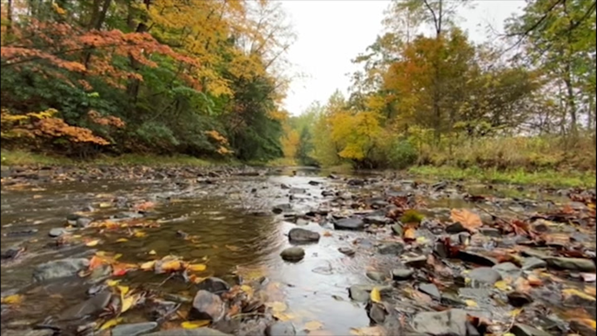 Leaves changing colors, a cloudy day and a babbling creek - the perfect combination for an autumn day in Julian, Pennsylvania.