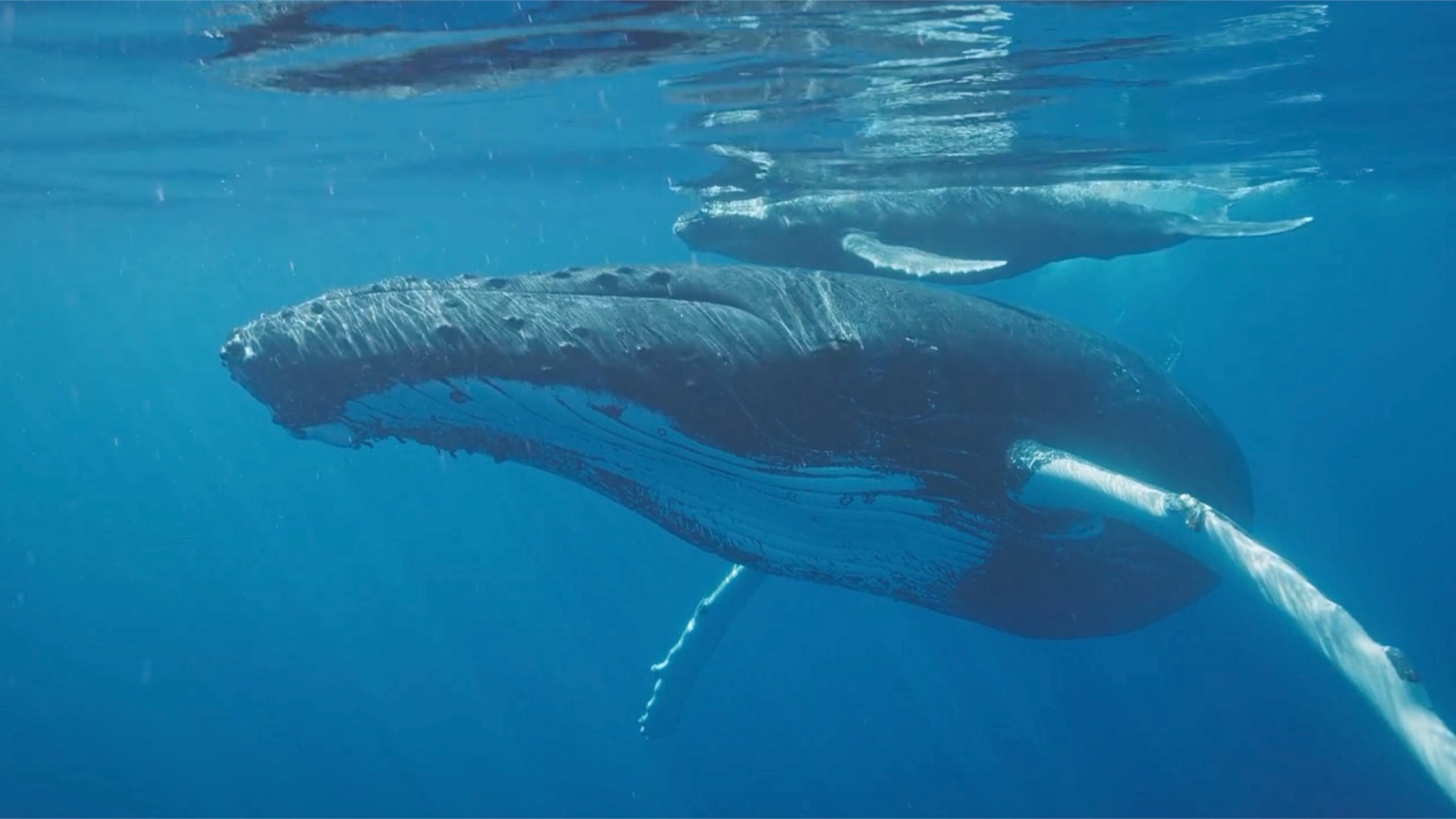 Humans need submersibles, but whales are fine without them.