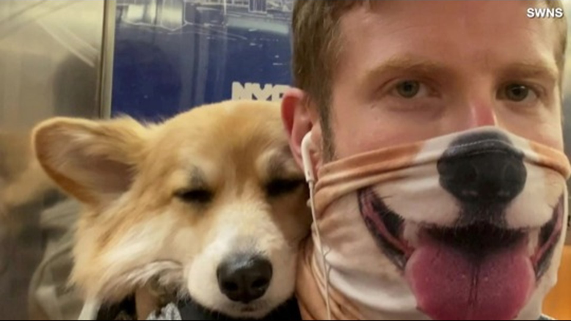 corgi dog backpack