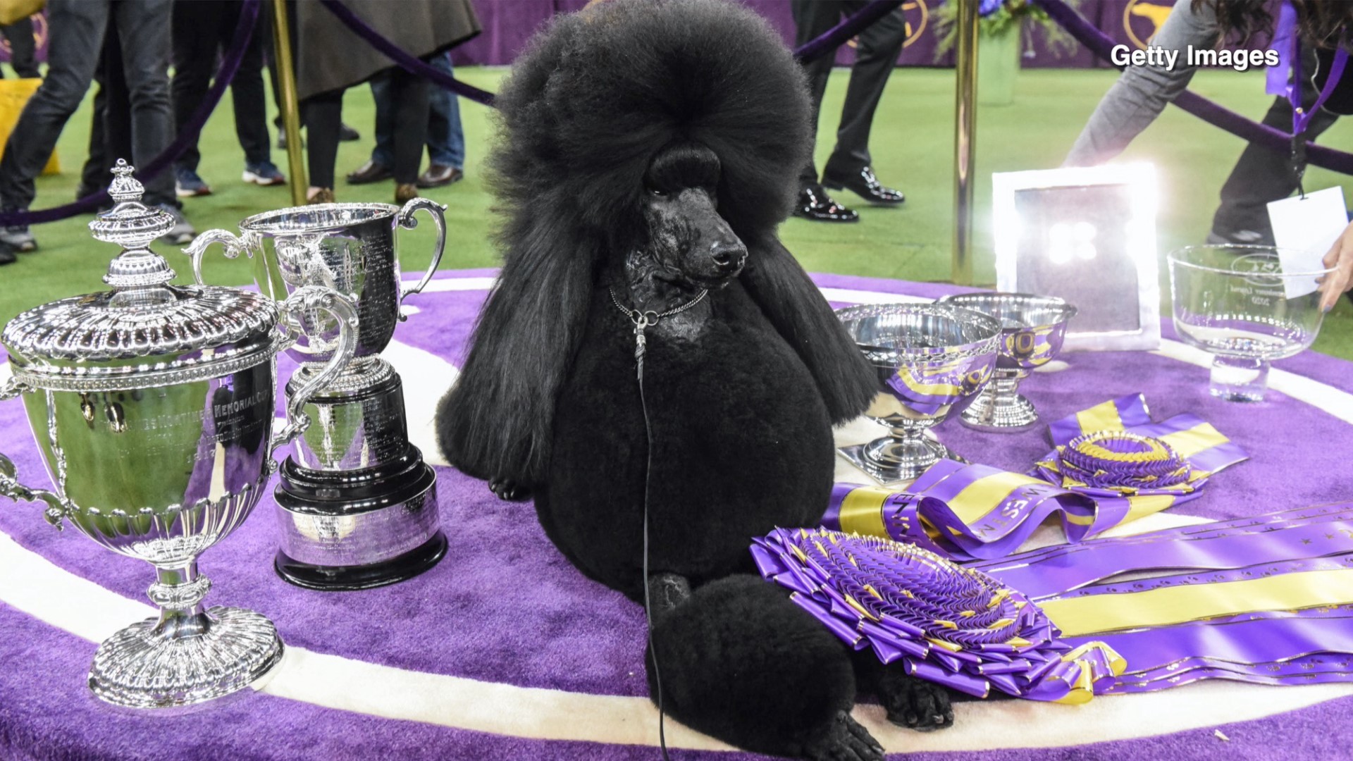 Westminster dog show returning to New York City in 2022