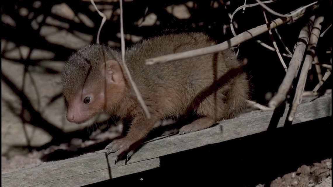 mongoose nugget for sale