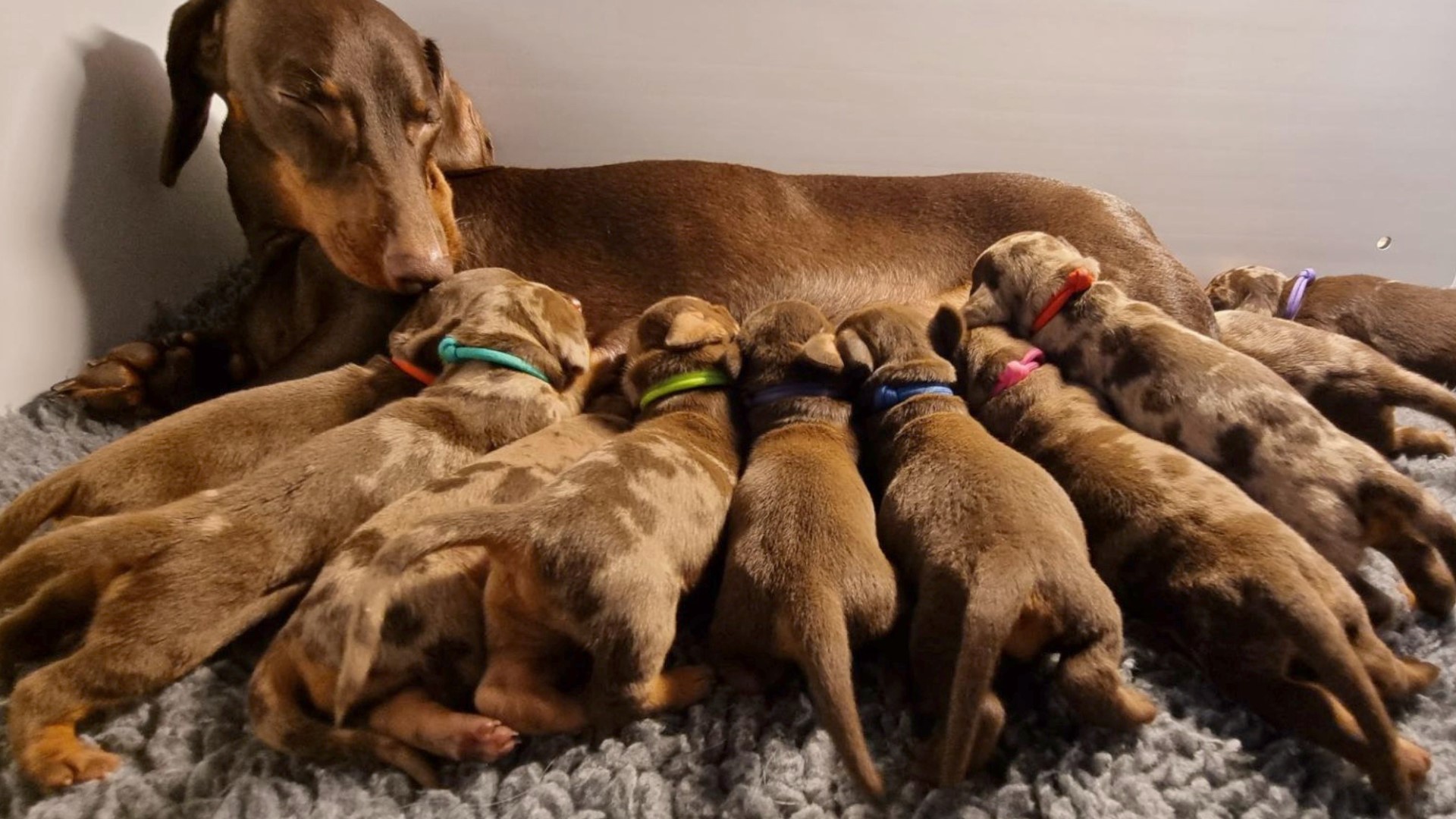 How Does A Dog Give Birth To Puppies