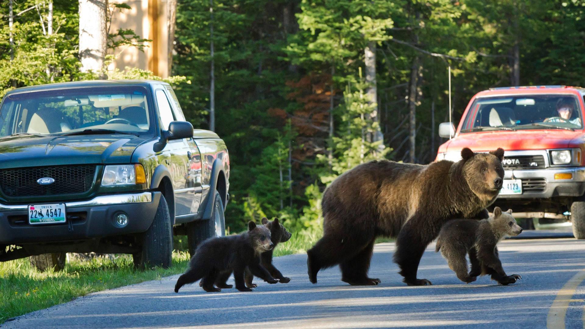 Ashes of grizzly bear 399 returned to Grand Teton National Park 9news com