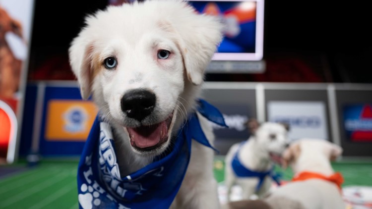 Meet This Year's Philly-Area Puppy Bowl Contestants