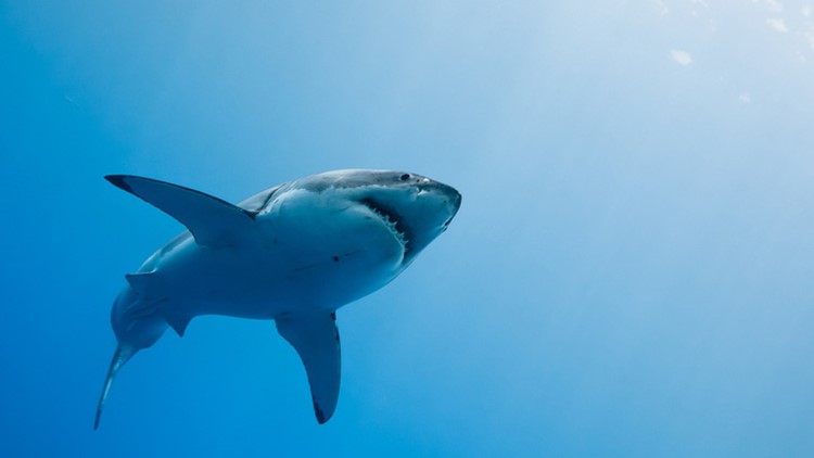 Great white sharks believed to patrol warming Irish seas