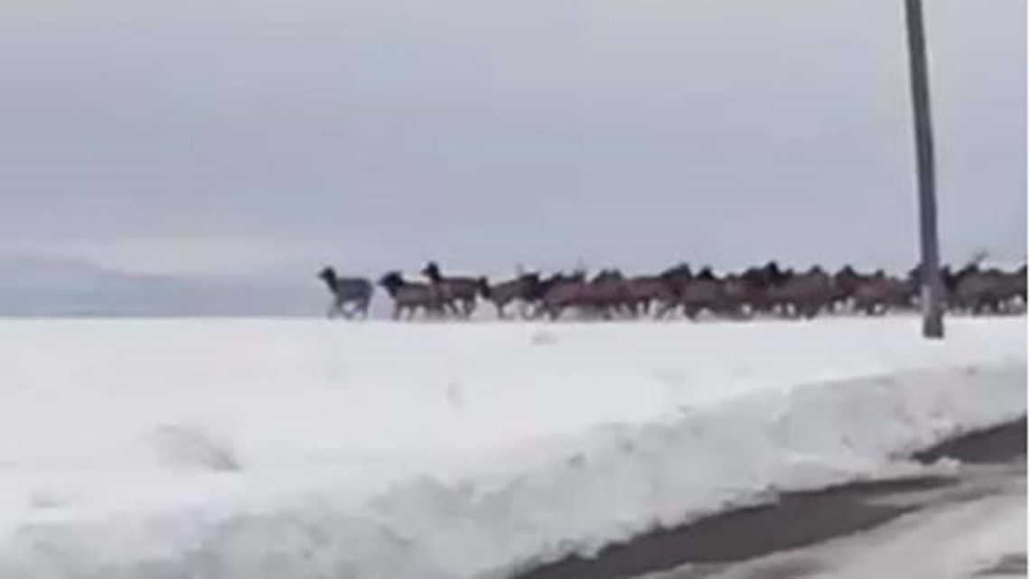 This is what 700 elk crossing a road looks like | 9news.com