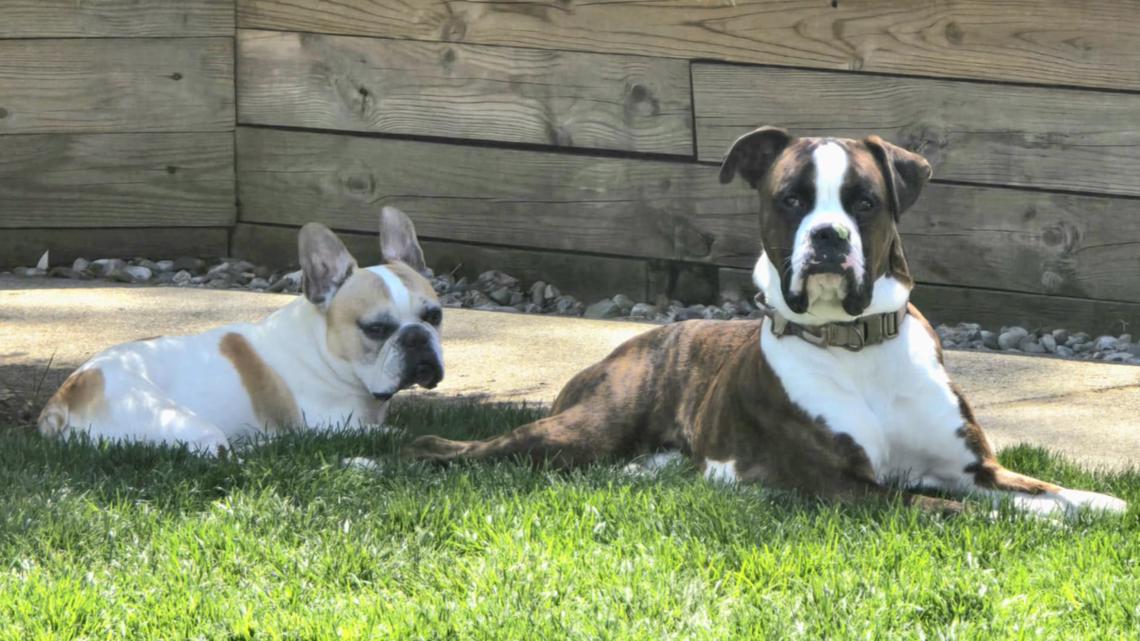 Boxer dog saves French bulldog from seizure episode | 9news.com
