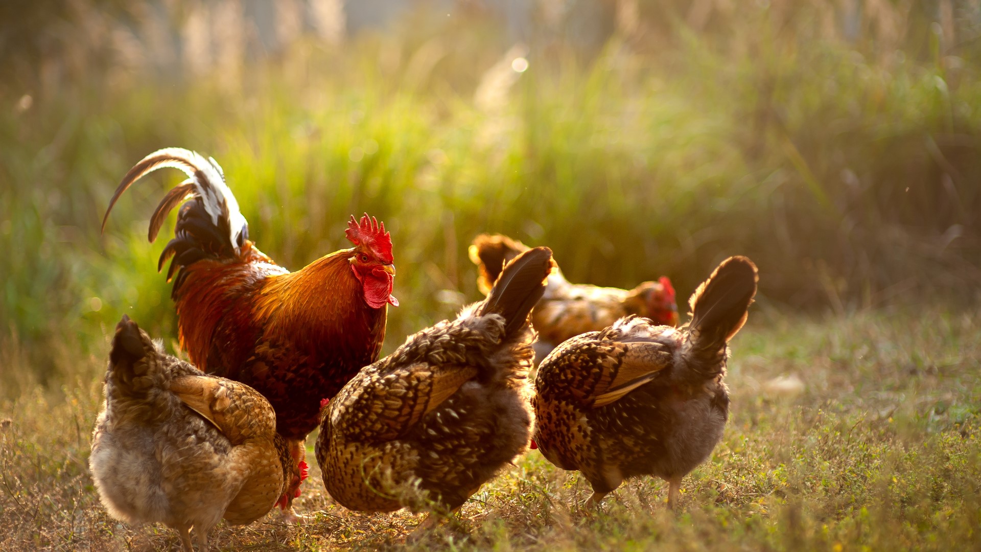 Salmonella outbreaks in 29 states linked to backyard chickens