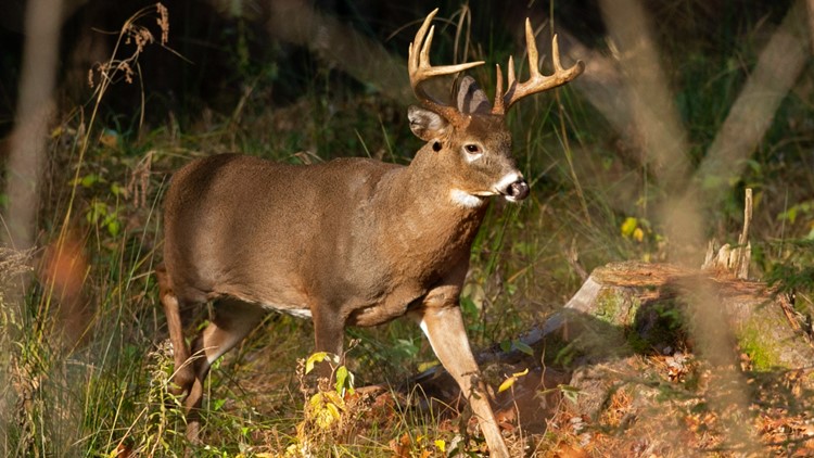 High levels of 'forever chemicals' in deer, fish challenge hunters, tourism