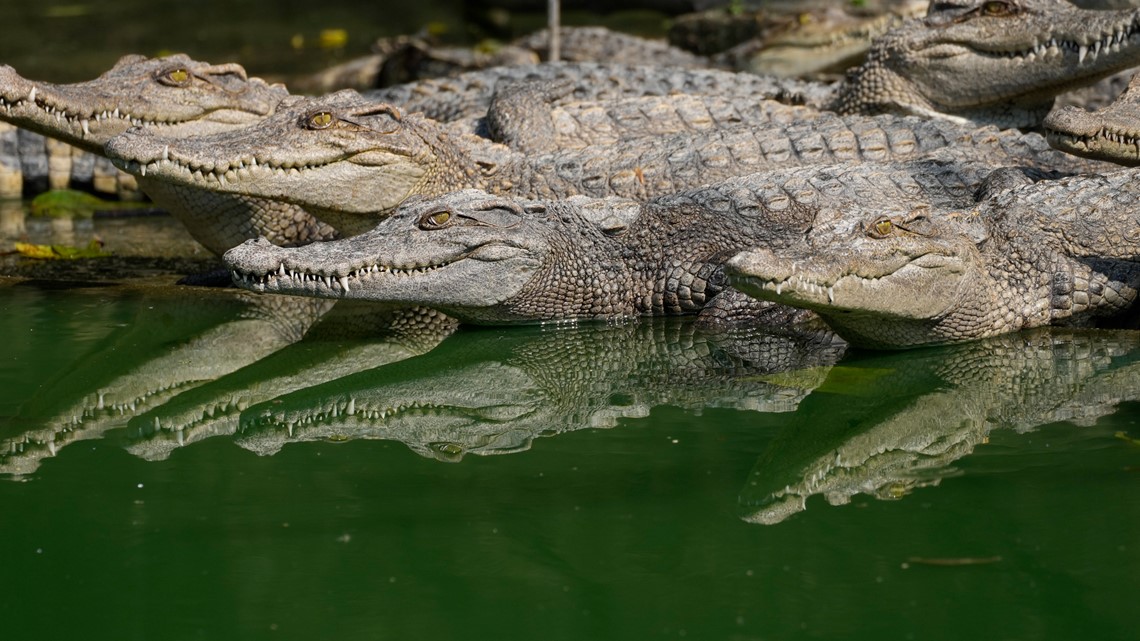 Thailand crocodile farmers want trade restrictions relaxed | 9news.com