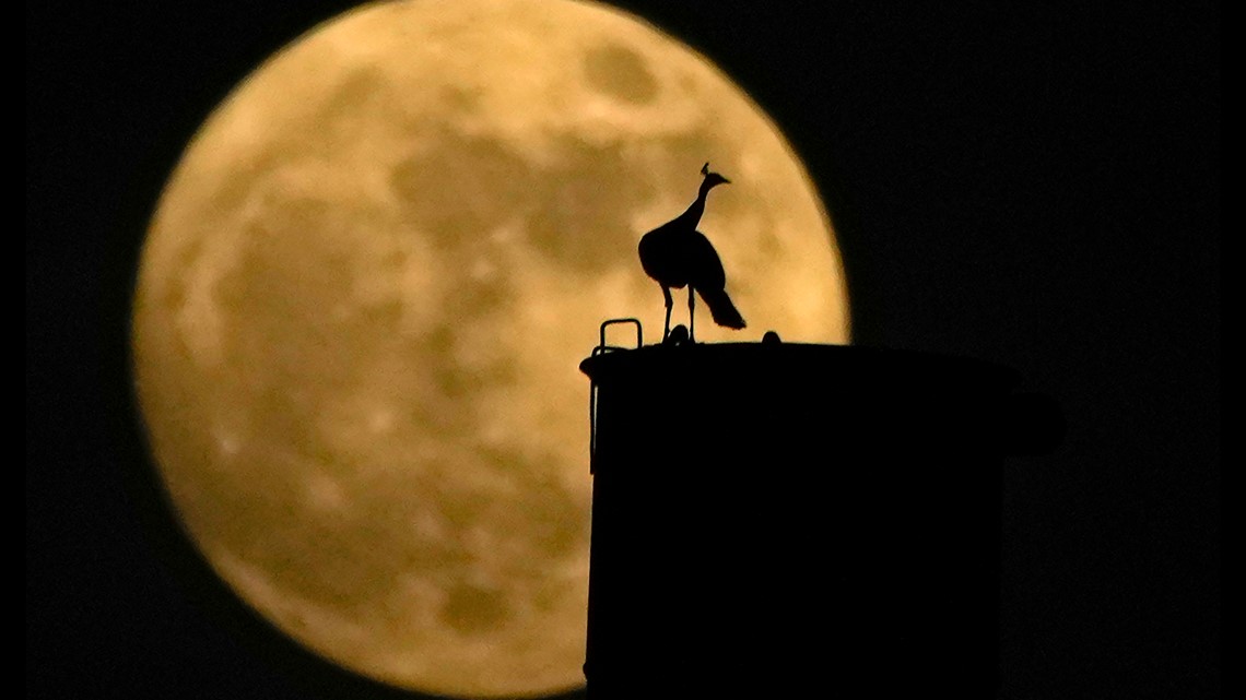 PHOTOS Rare blue supermoon lights up August night sky