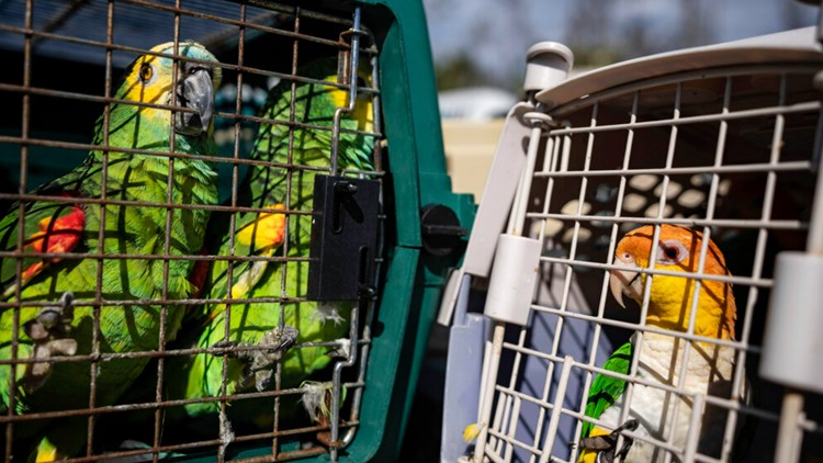 Hundreds of rare birds rescued from island cut off by Hurricane Ian