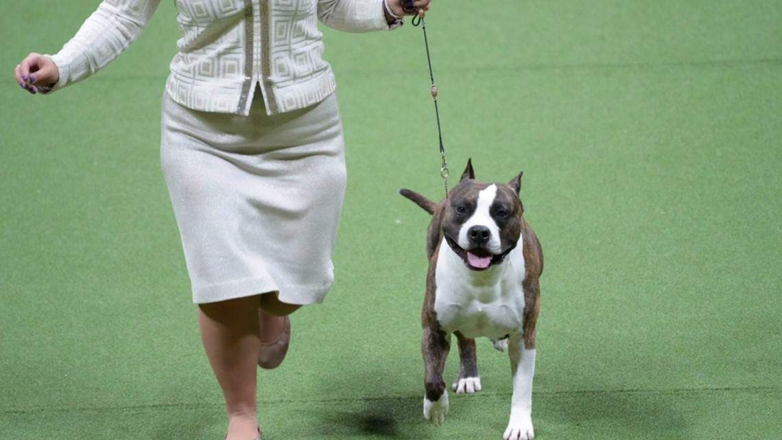 Trouble the American Staffordshire wins the WKC Terrier Group