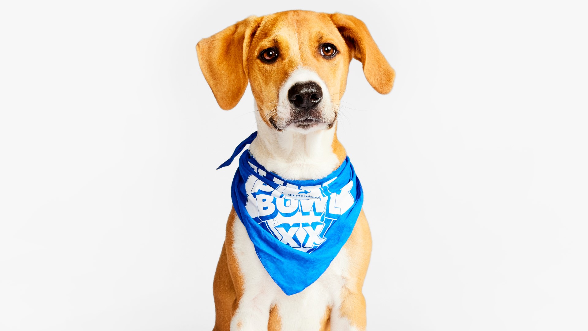 PHOTOS: See the adorable 2024 Puppy Bowl starting lineup | 9news.com