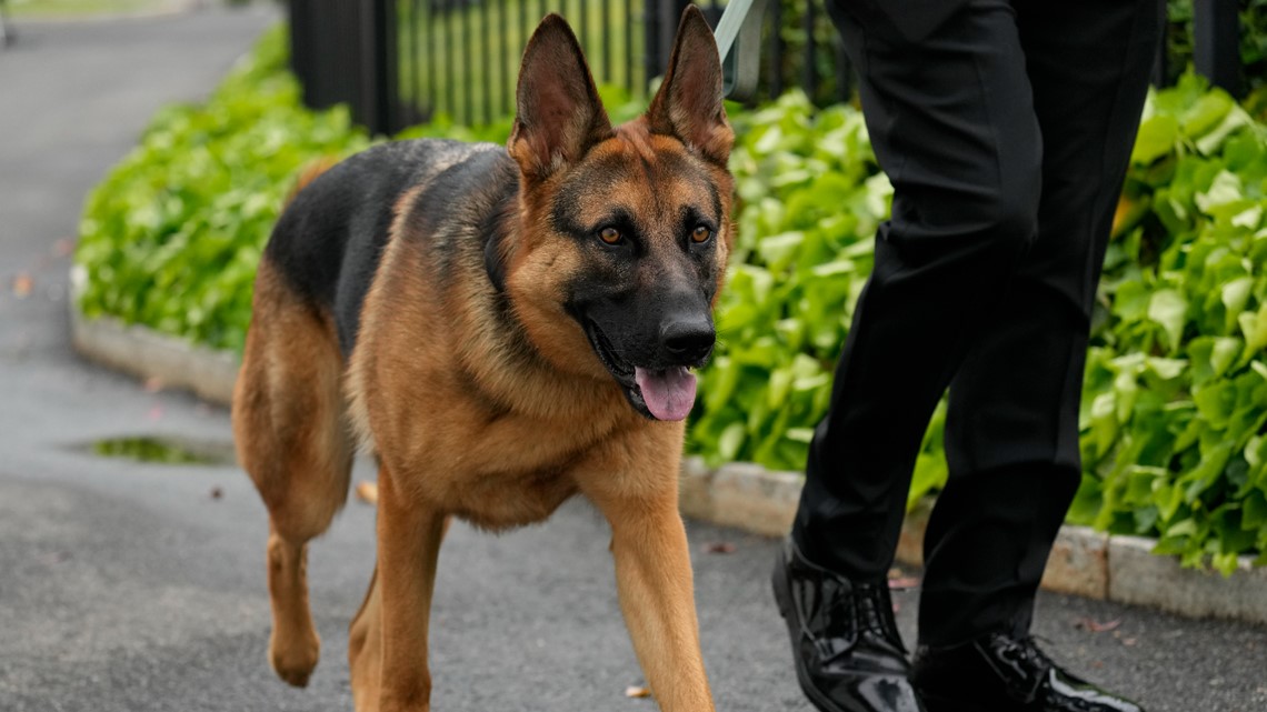 Biden's dog Commander leaves White House after biting incidents | 9news.com