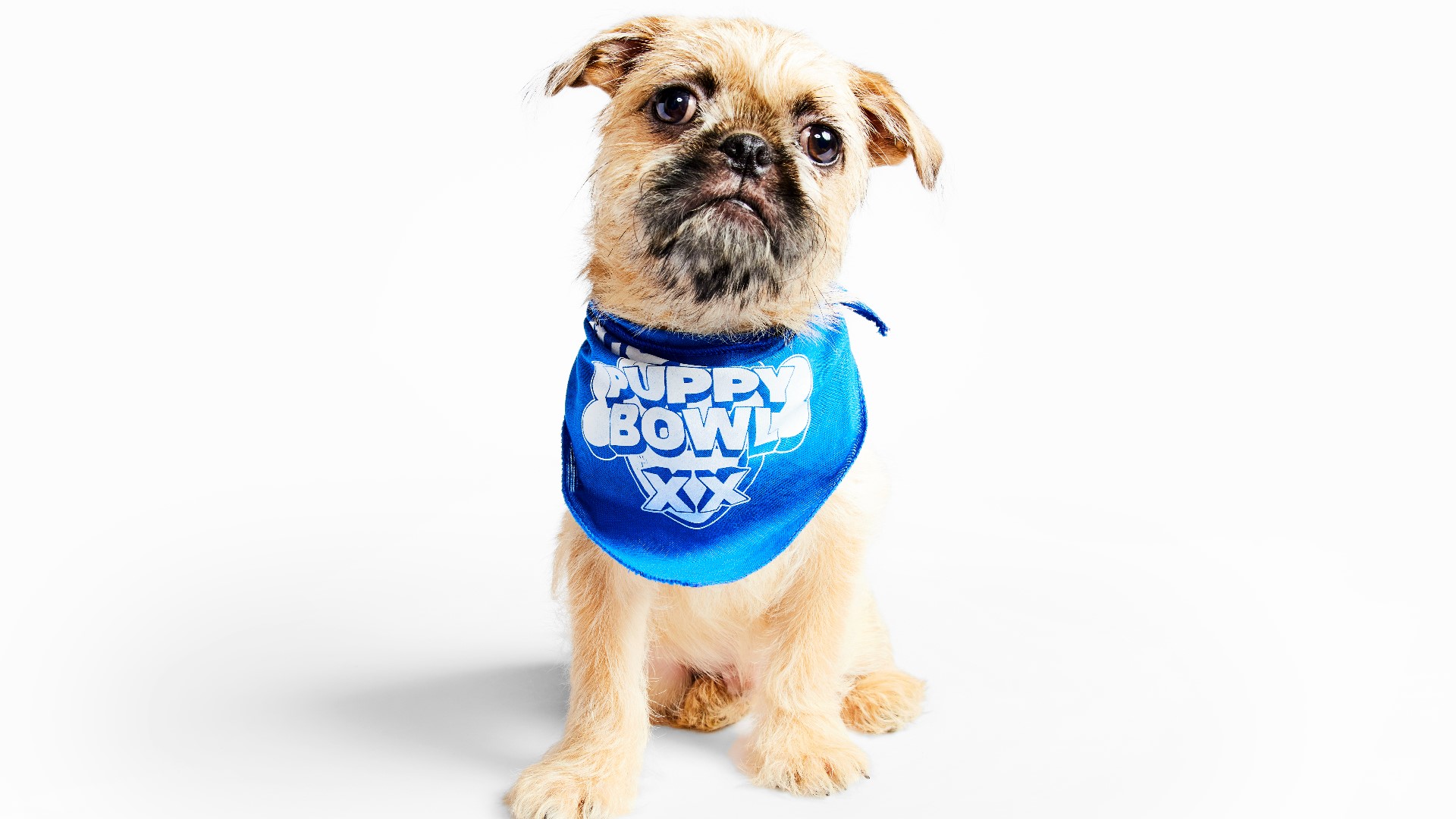 PHOTOS: See the adorable 2024 Puppy Bowl starting lineup | 9news.com