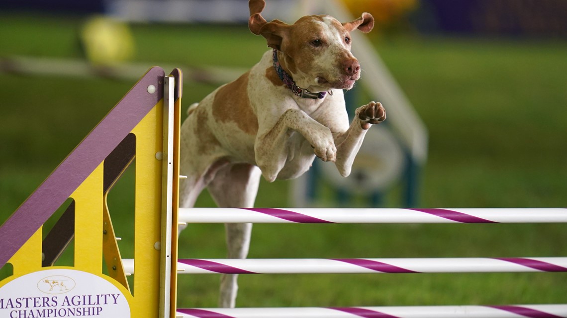 Meet the newest breed to join the American Kennel Club