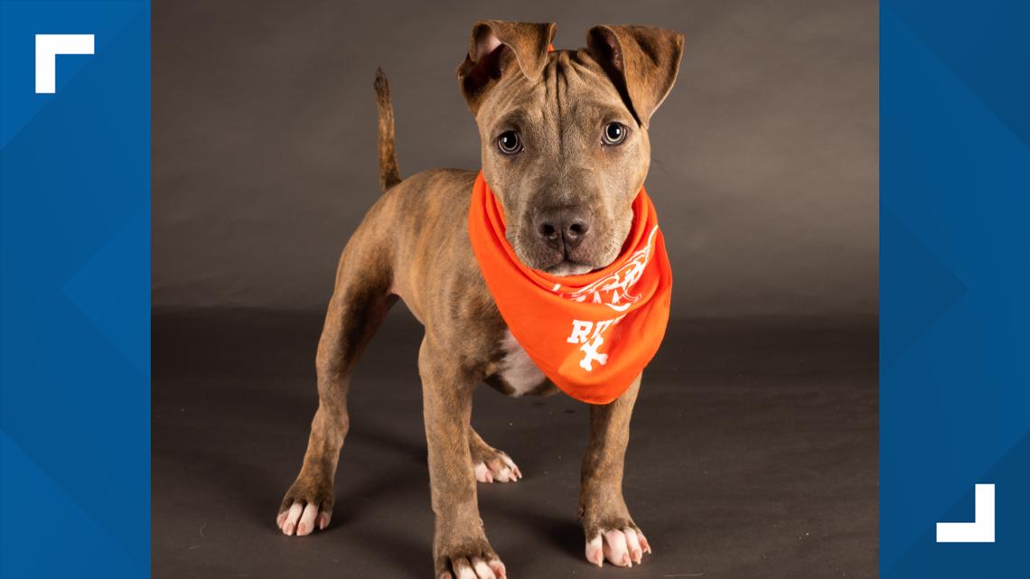 Meet This Year's Philly-Area Puppy Bowl Contestants