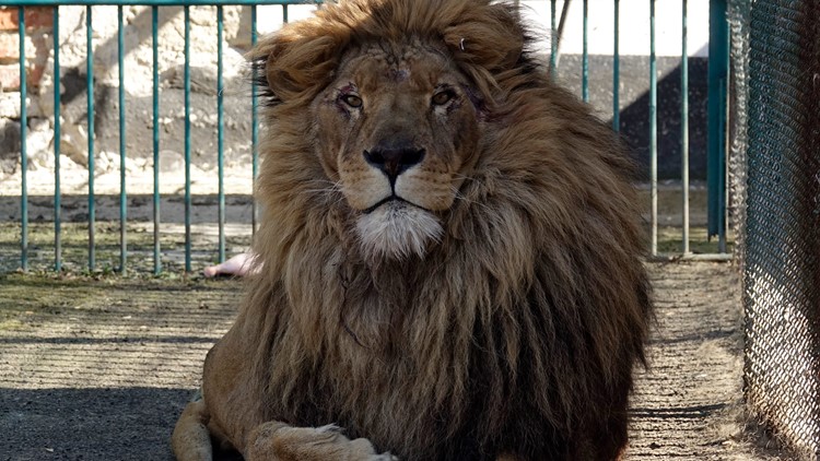 Denver Zoo raises $50K for Ukrainian zoos
