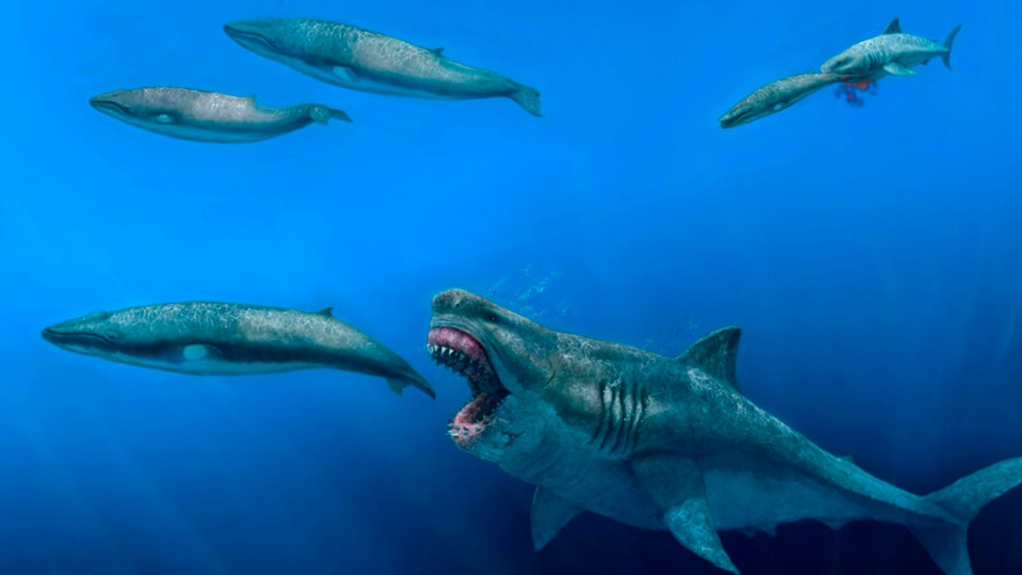 'There is nothing really matching it': Researchers look closer at 'superpredator' megalodon
