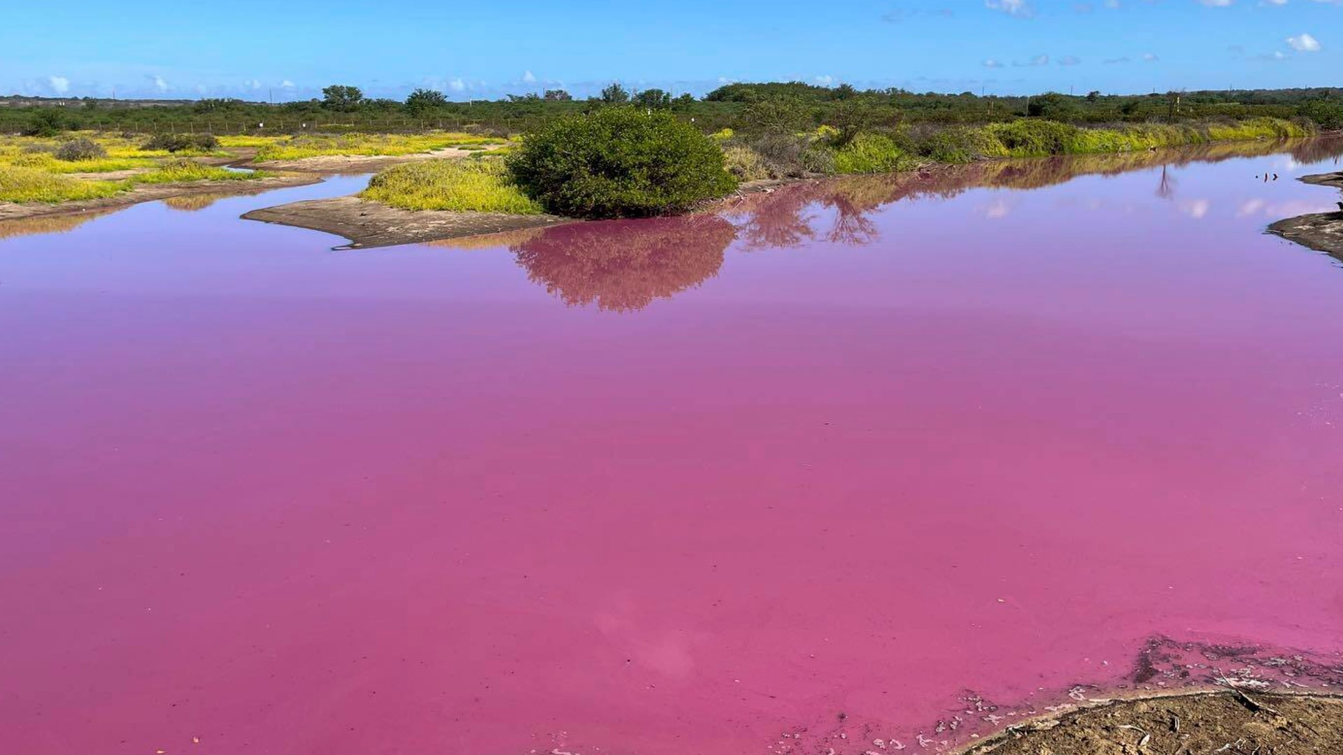 No one at the refuge has seen the pond this color before — not even volunteers who have been around it for 70 years.