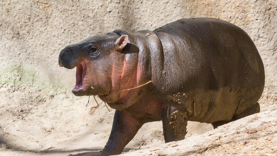 Moo Deng: Baby pygmy hippo becomes a TikTok sensation