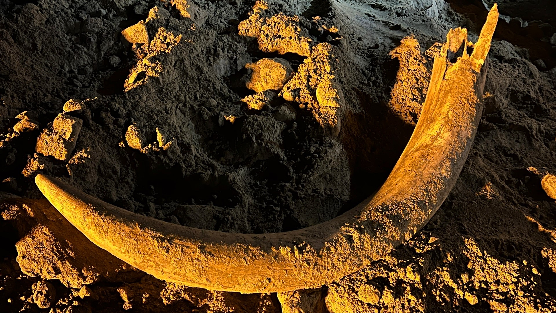 Coal miners in North Dakota unearth mammoth tusk | 9news.com