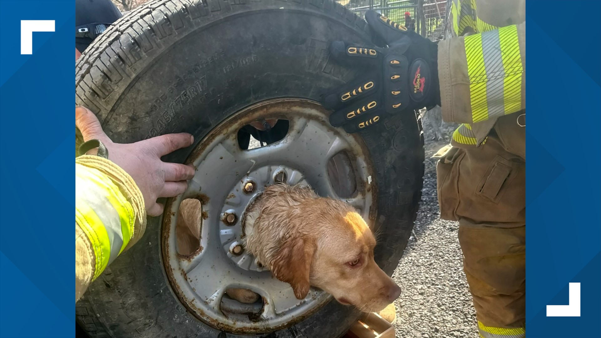 The Franklinville Volunteer Fire Company crew found Daisy when they responded to a Franklin Township home last Thursday.