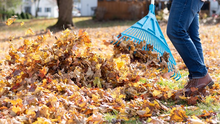 Why some experts say you shouldn't rake the leaves in your yard