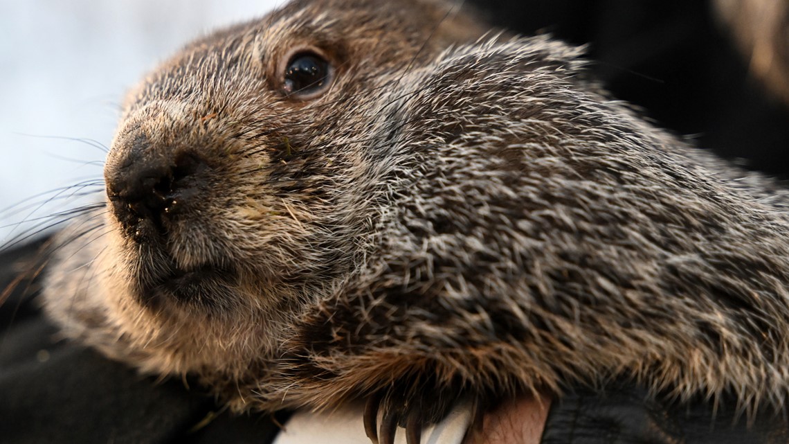 When is groundhog day? | 9news.com - Vimarsana News