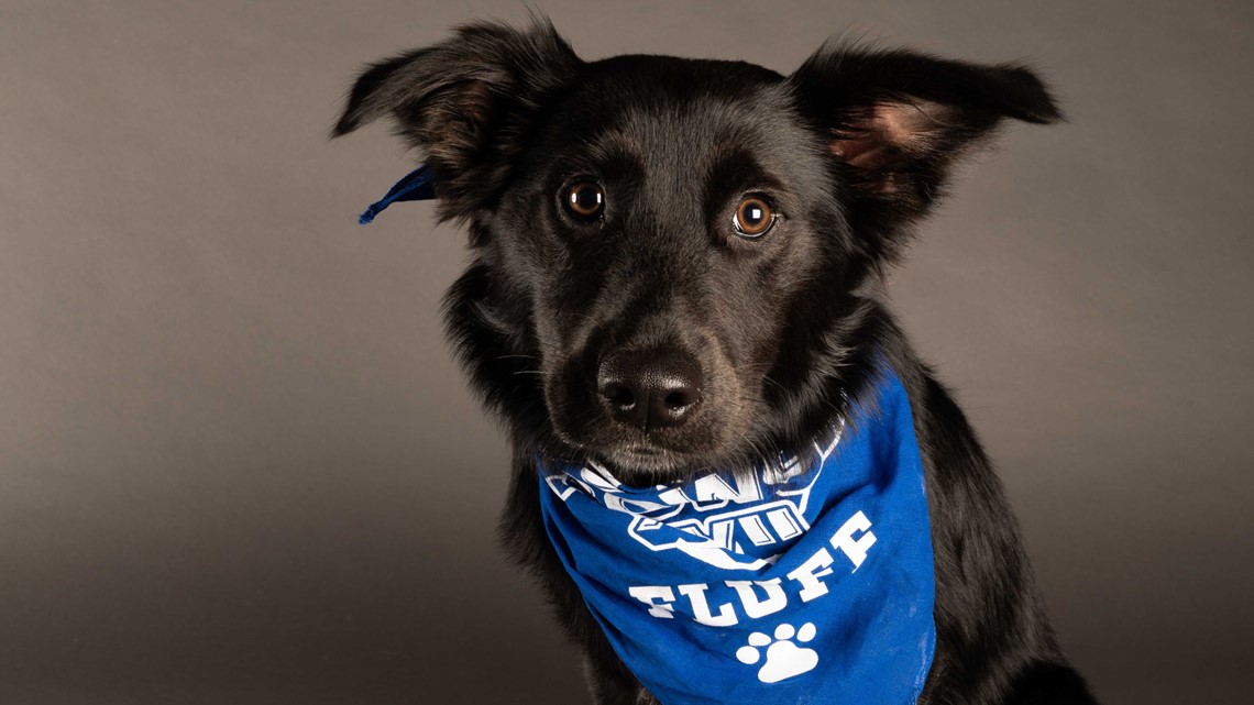 The 2021 Puppy Bowl! 