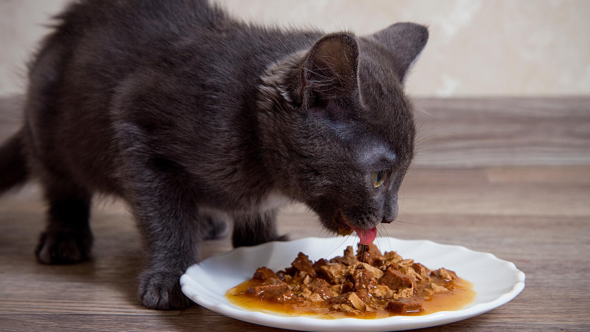 Homemade Cat Food