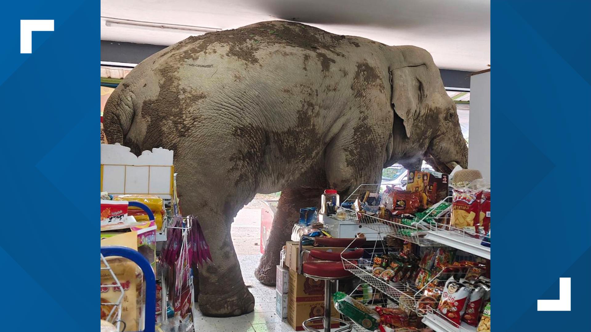 Video shows elephant with a taste for crime rifling grocery store