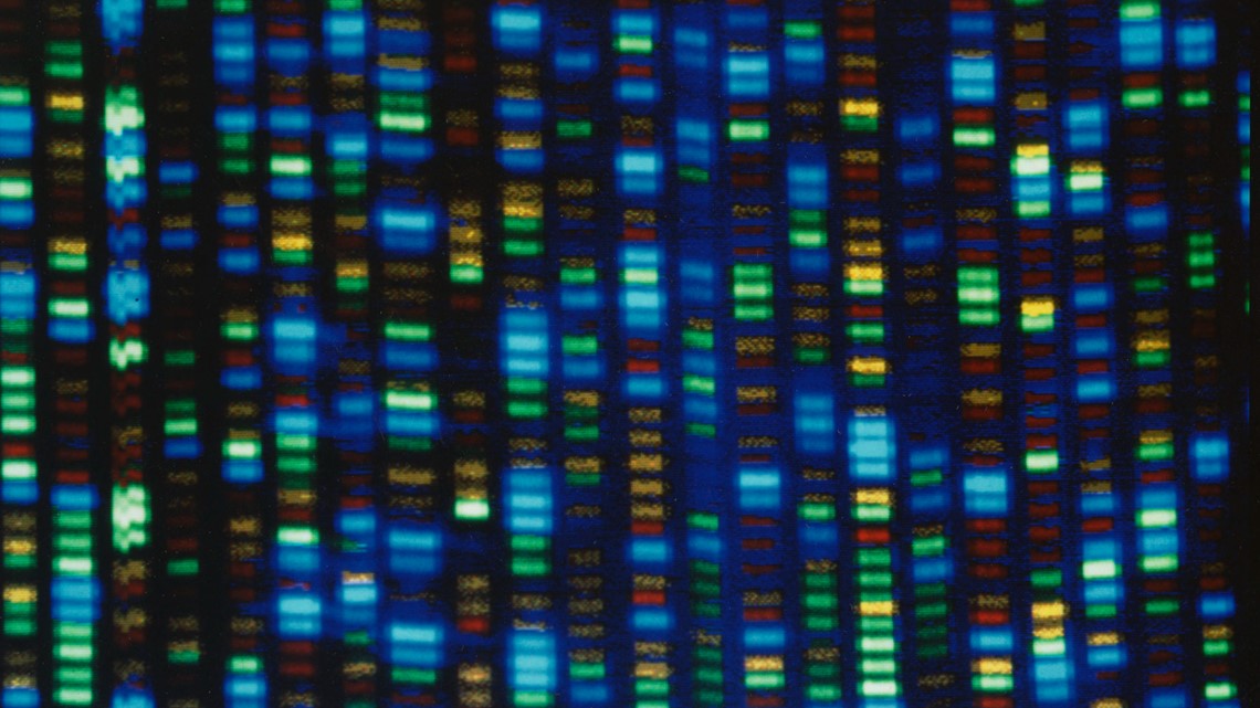 Genom manusia diterjemahkan sepenuhnya |  9news.com