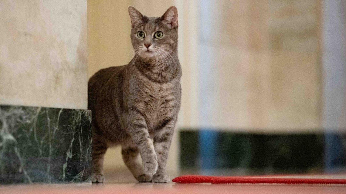 Kucing Gedung Putih tiba: Willow bergabung dengan keluarga Biden
