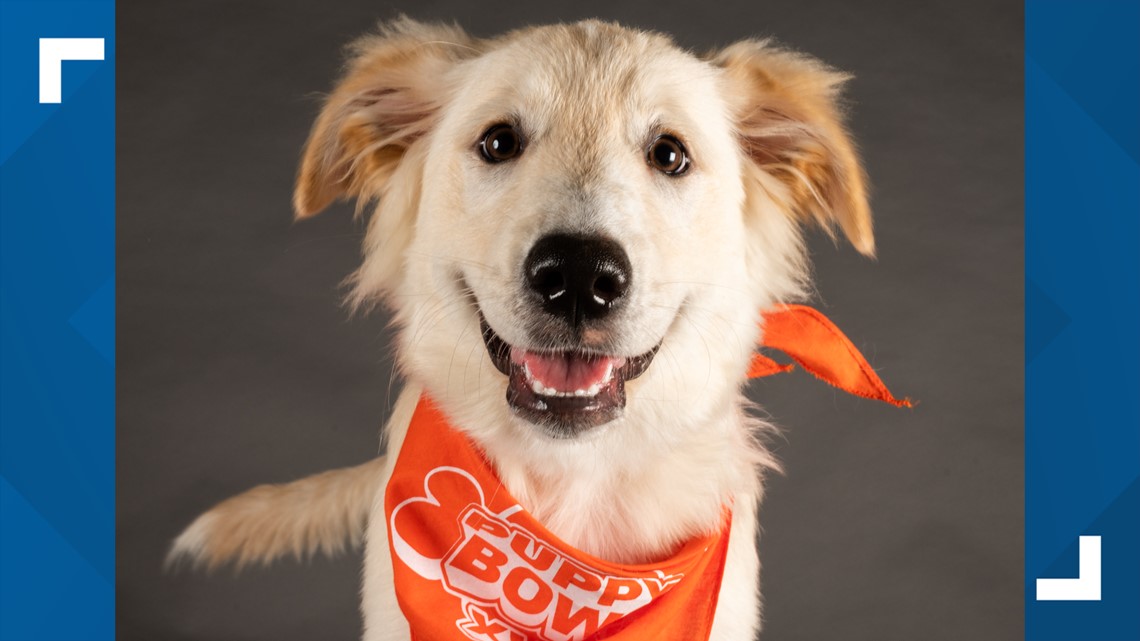 Meet This Year's Philly-Area Puppy Bowl Contestants