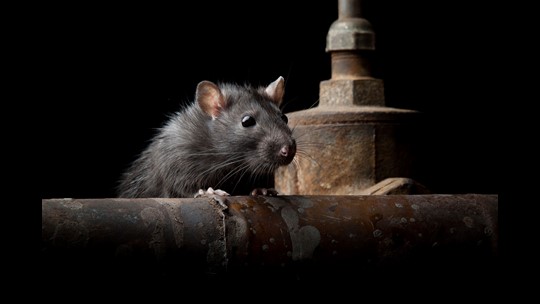 Rats can't resist the wiring in newer cars: Here's why | 9news.com