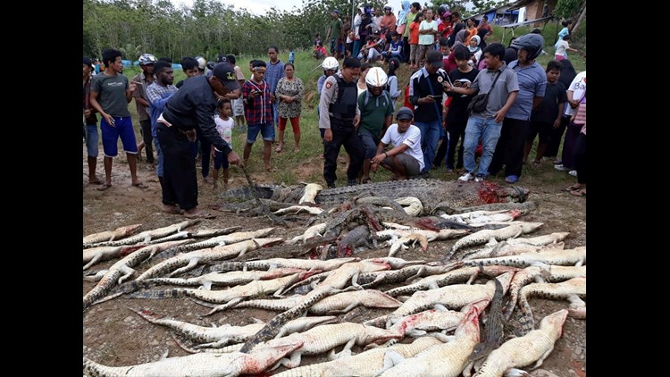 Bloodthirsty mob slaughters 300 crocodiles in revenge after villager eaten alive