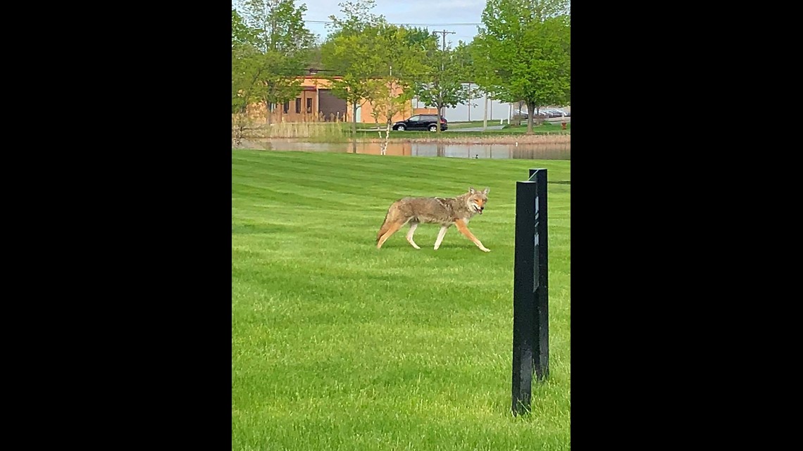 Coyote Attacks On Pets On The Rise In Metro Areas Small Dogs Are Especially Vulnerable 9news Com