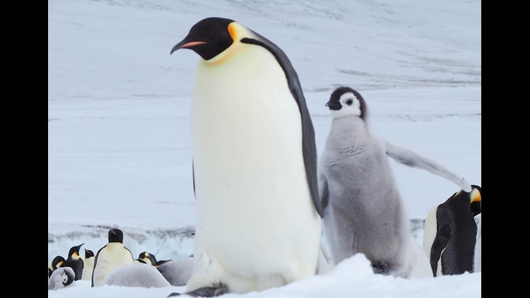 New Map Of Antarctica Shows The Icy Continent In Stunning