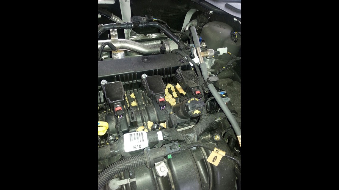 Rats can't resist the wiring in newer cars: Here's why | 9news.com