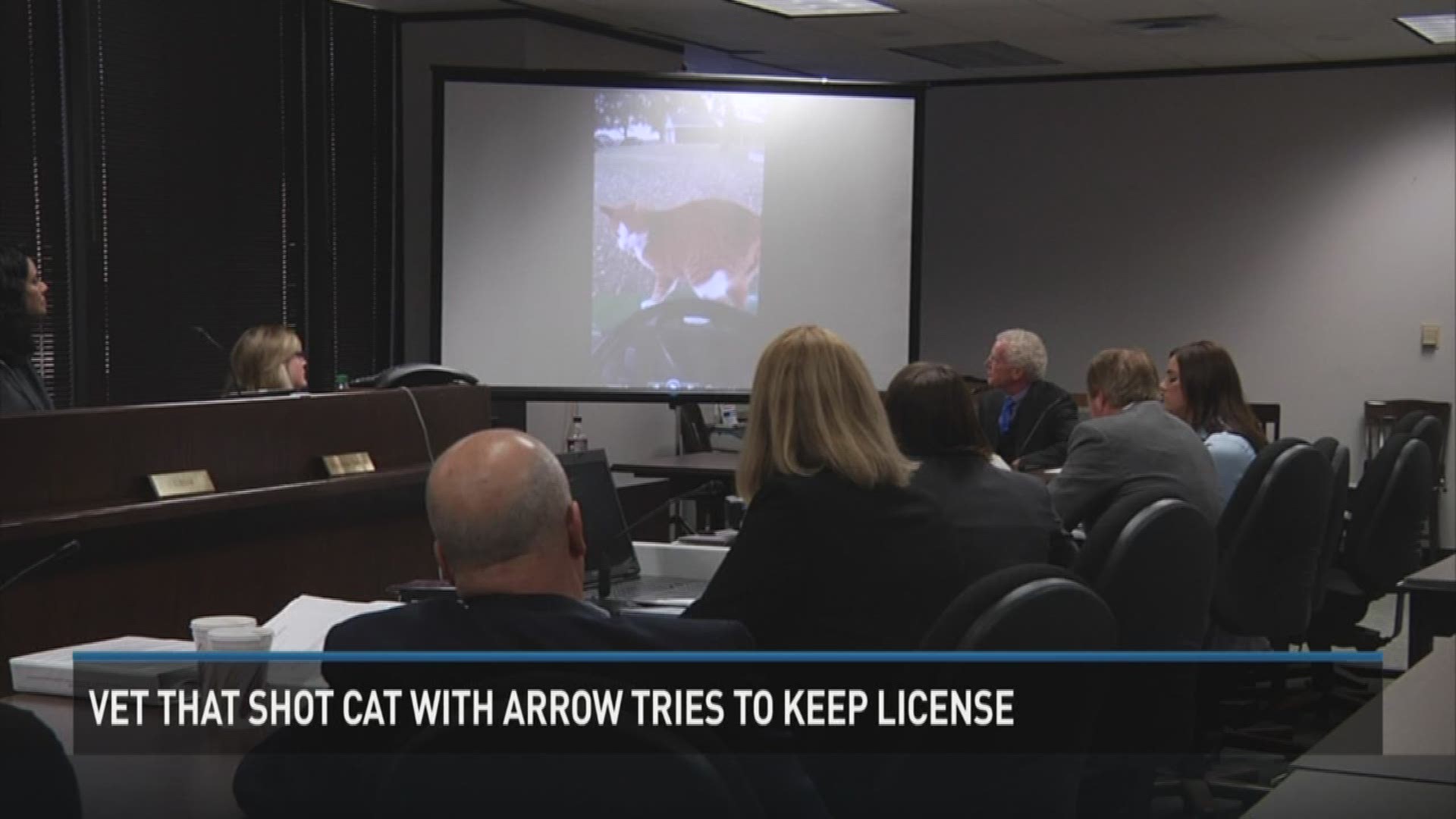 Vet that shot cat with arrow tries to keep license