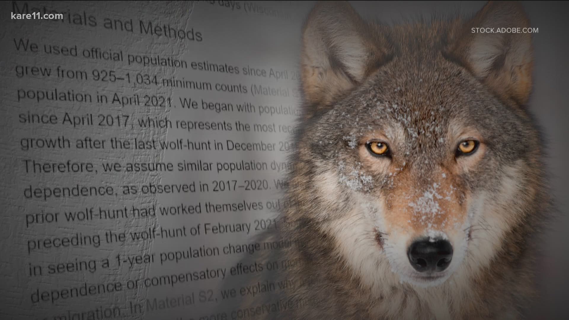 University of Wisconsin-Madison researchers published a new paper on Monday tracking the impacts of the hunt as well as federal delisting.